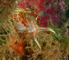 Phidiana militaris