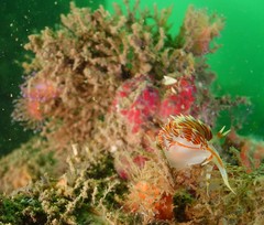 Phidiana militaris