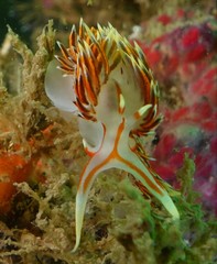 Phidiana militaris