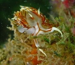 Phidiana militaris