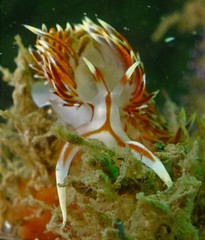 Phidiana militaris