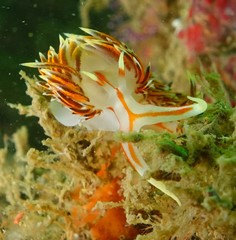 Phidiana militaris