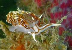 Phidiana militaris