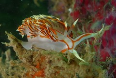 Phidiana militaris