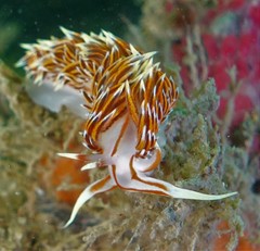 Phidiana militaris