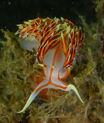 Phidiana militaris