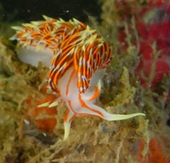Phidiana militaris