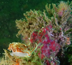 Phidiana militaris