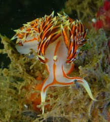 Phidiana militaris