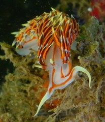 Phidiana militaris