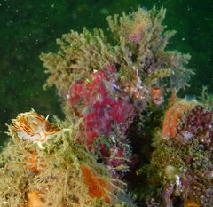 Phidiana militaris