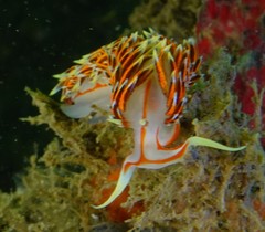 Phidiana militaris