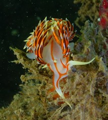 Phidiana militaris