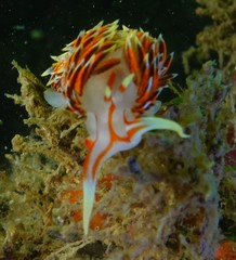 Phidiana militaris