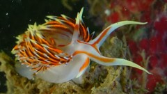 Phidiana militaris