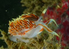 Phidiana militaris
