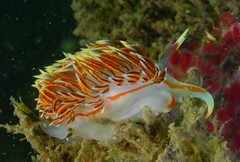 Phidiana militaris