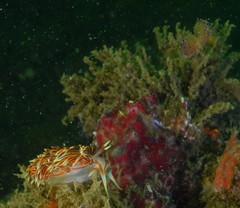 Phidiana militaris