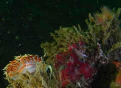 Phidiana militaris
