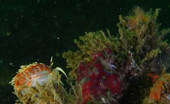 Phidiana militaris
