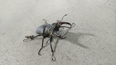 Lucanus cervus