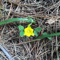 Calochortus monophyllus