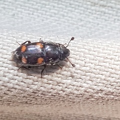 Glischrochilus hortensis