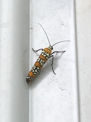 Atteva aurea