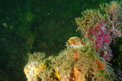 Phidiana militaris