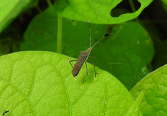 Chariesterus moestus
