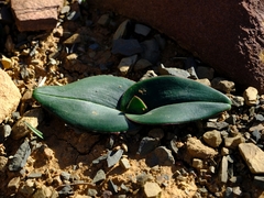Colchicum cuspidatum