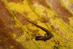 Parvimolge townsendi