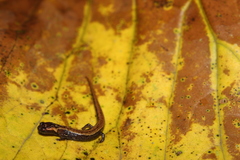 Parvimolge townsendi