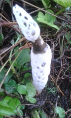 Staheliomyces cinctus