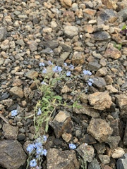 Myosotis alpestris