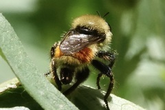 Laphria fernaldi