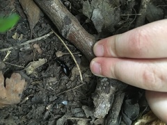 Pterostichus madidus