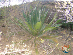 Dioon planifolium