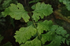 Athyrium anisopterum