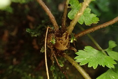 Athyrium anisopterum