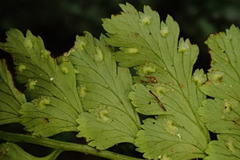 Athyrium anisopterum