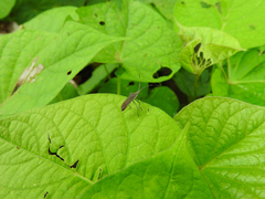 Chariesterus moestus