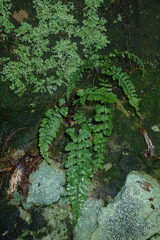 Athyrium anisopterum
