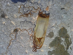 Scyliorhinus stellaris