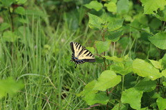 Papilio canadensis × glaucus