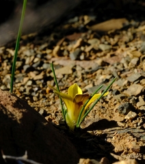 Romulea austinii