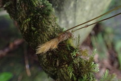 Davallia trichomanoides