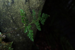 Davallia trichomanoides