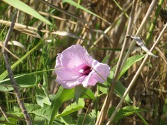 Hibiscus striatus lambertianus