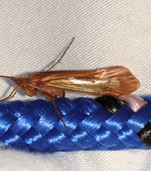 Limnephilus flavastellus